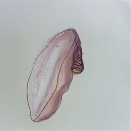 12-clit