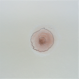 4-nippel