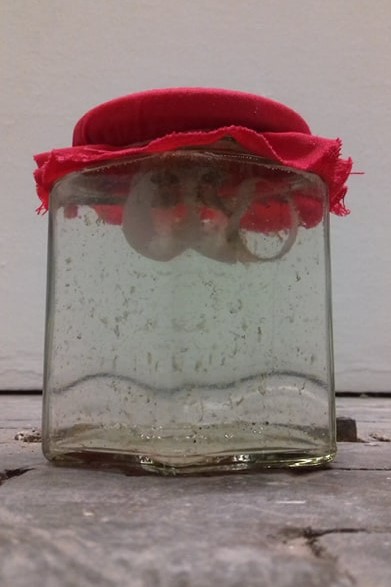 Ein Schraubglas mit rotem Stoffdeckchen darauf. Darin eine leicht trübe Flüssigkeit, schmuddelige Stückchen und ein zerfressenes Schneckenhaus.