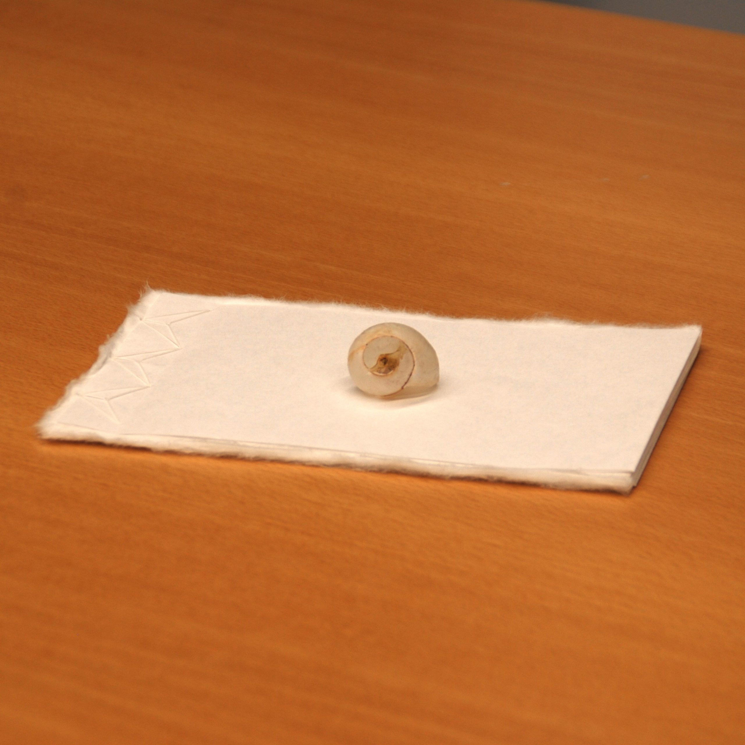 Tischoberfläche aus Holzfurnier. Darauf liegt ein schmales Heft aus weißem Papier. Es ist mit weißem Zwirn in japanischer Bindung gebunden. Der Einband ist aus recht zartem Papier. Die Buchseiten sind aus hauchdünnem Papier mit Büttenrand. Er schaut wie Fell am Buchrücken und der oberen und unteren Kante des Buches hervor. Auf dem Buch liegt ein Schneckenhaus. Die Schale ist durchscheinend und an der obersten Windung zerbrochen.